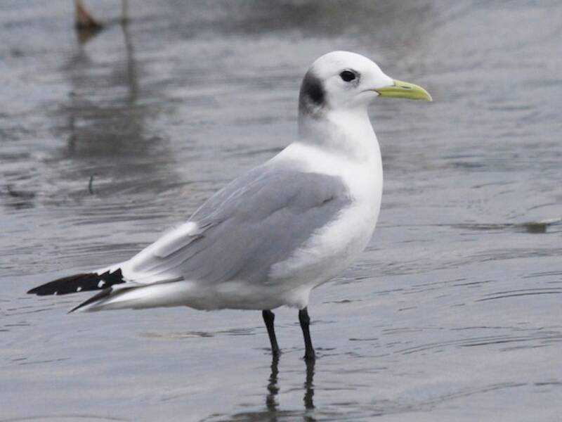 Black-legged Kittiwake (Rissa tridactyla)