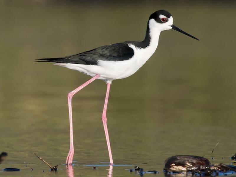 Black-necked Stilt, 照片 3