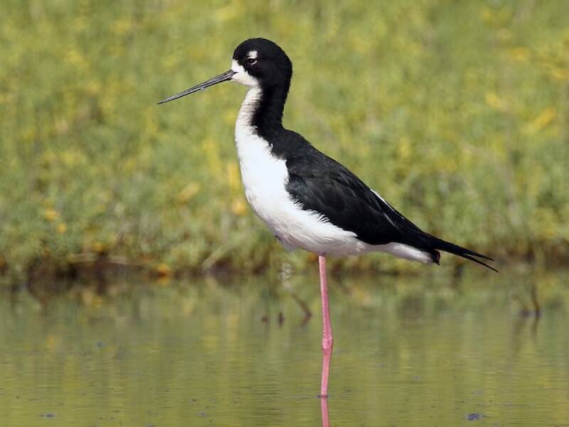 Black-necked Stilt, 照片 4