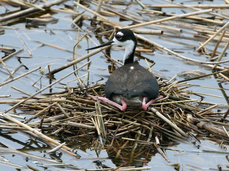 Black-necked Stilt, 照片 2
