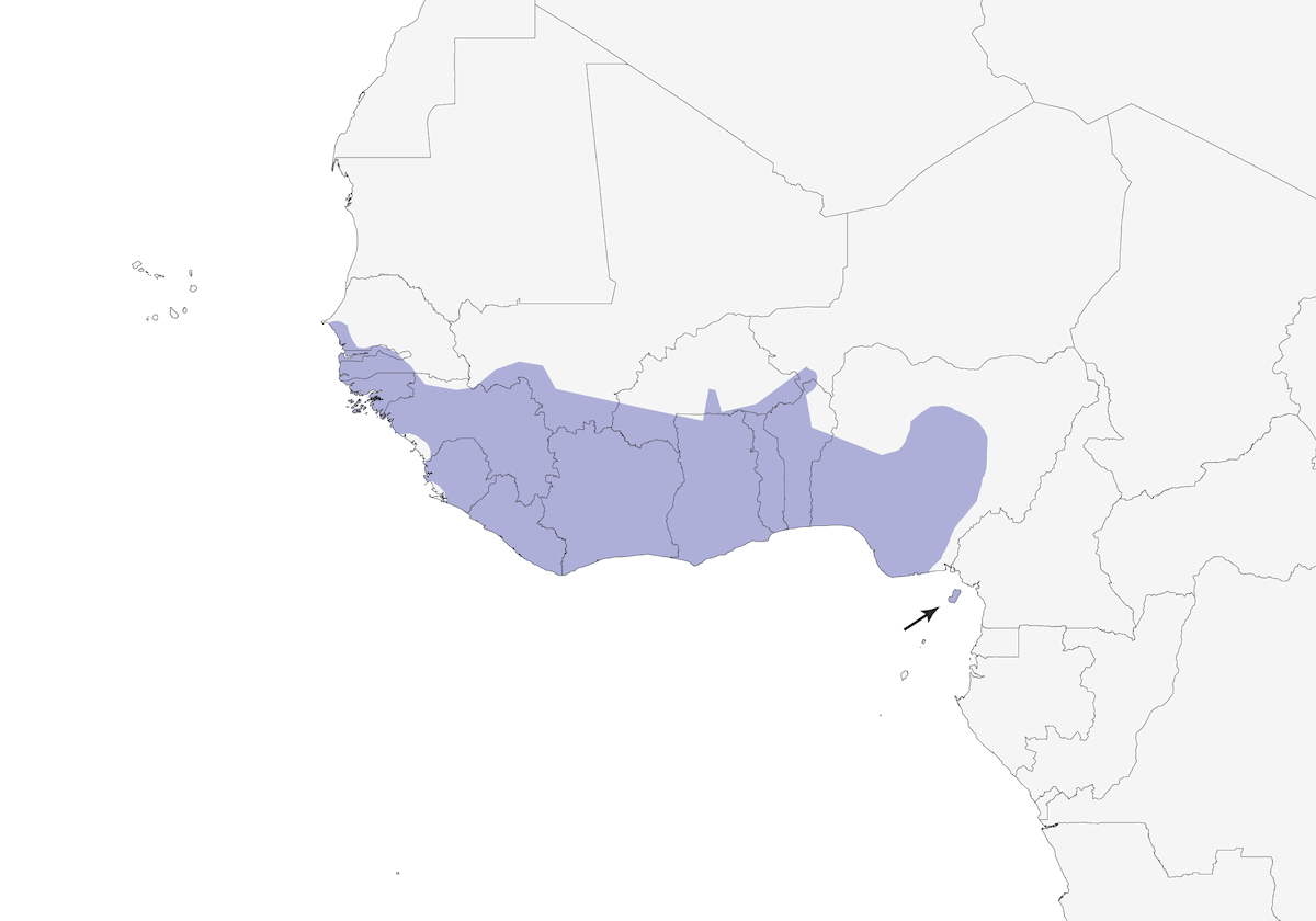 Tejedor de Nuca Olivácea, Distribución 1
