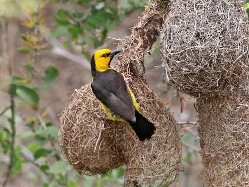 Black-necked Weaver, Photos 2