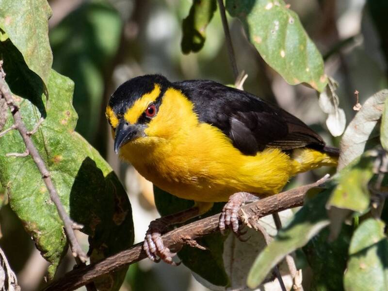Black-necked Weaver, Photos 4
