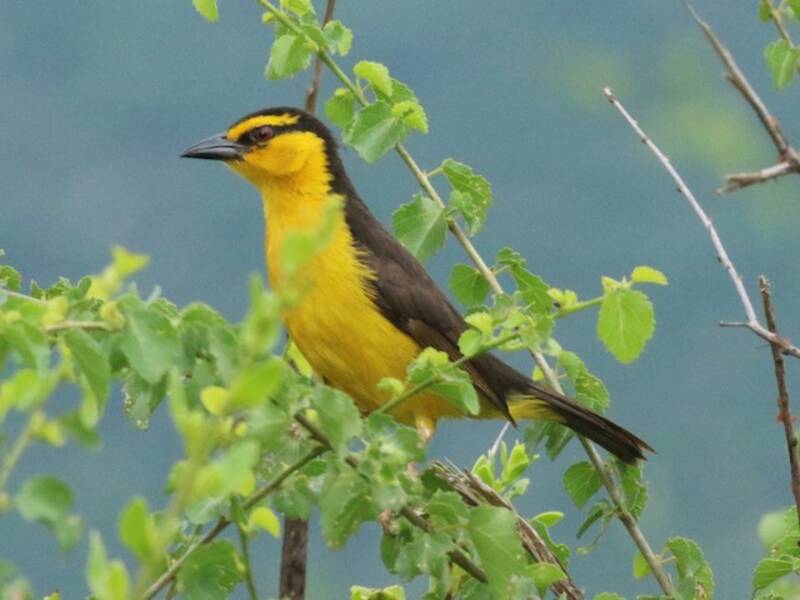 Black-necked Weaver, Photos 3