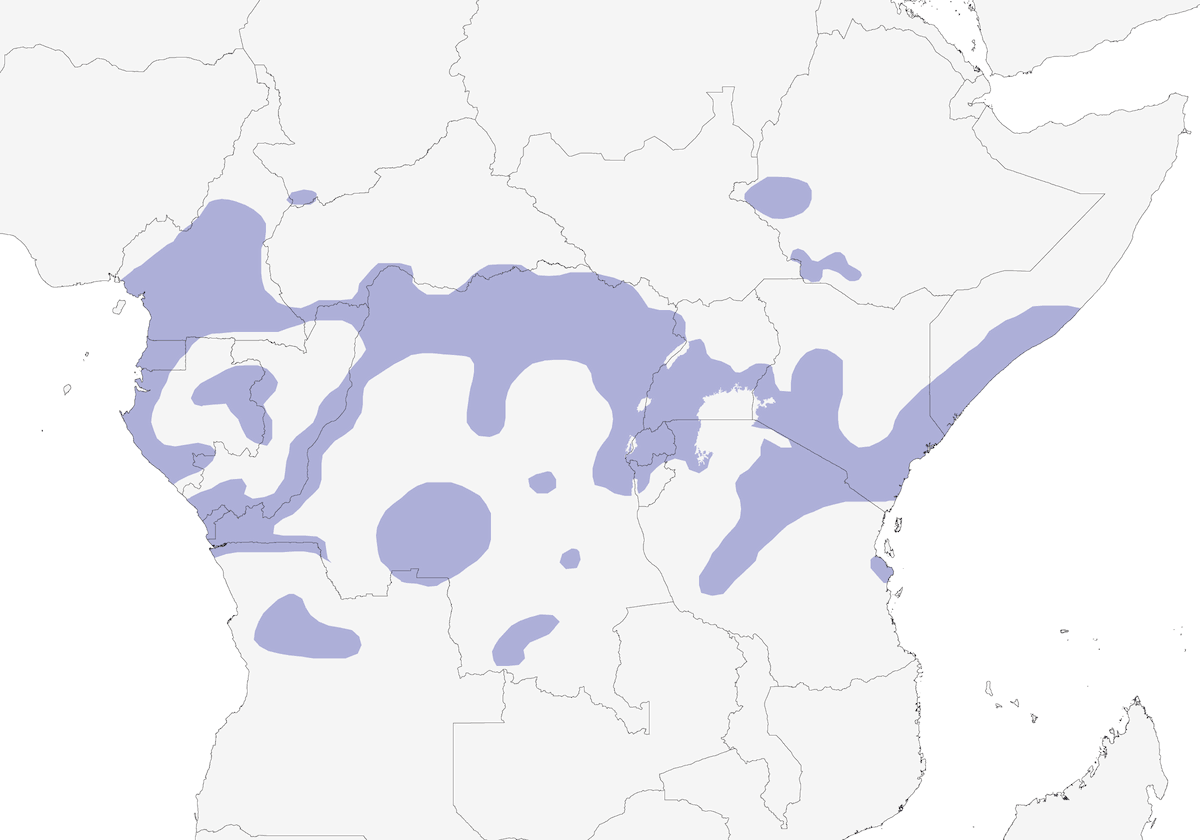 Black-necked Weaver, Distribution 1