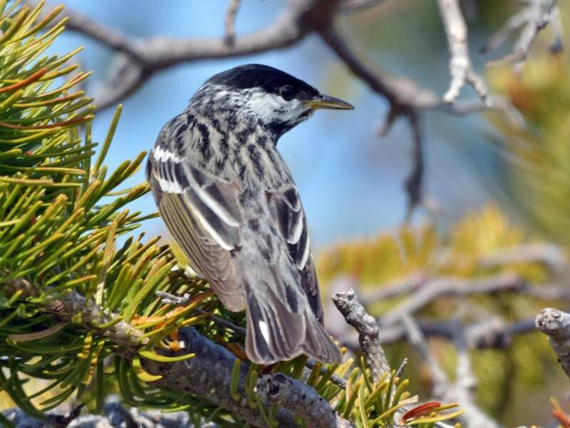 Blackpoll Warbler, Photos 4