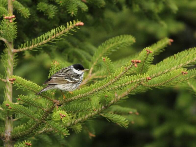 Blackpoll Warbler, Photos 3