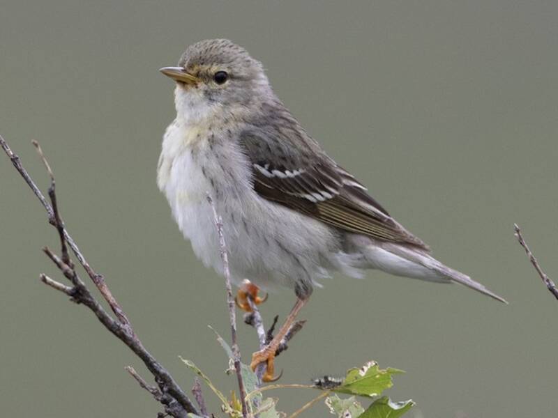 Blackpoll Warbler, Photos 2