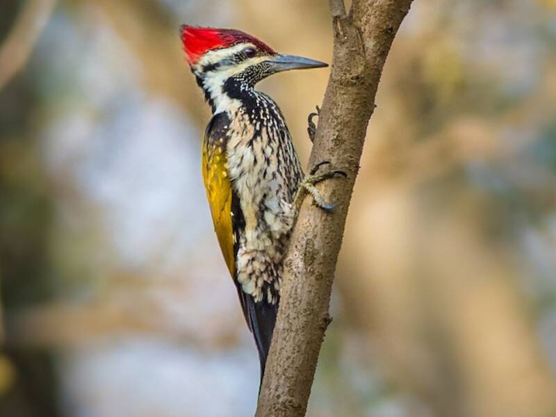 Black-rumped Flameback, Photos 4