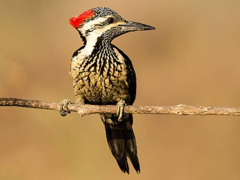 Black-rumped Flameback, Photos 2