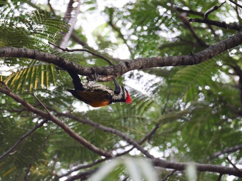 Black-rumped Flameback, Photos 3