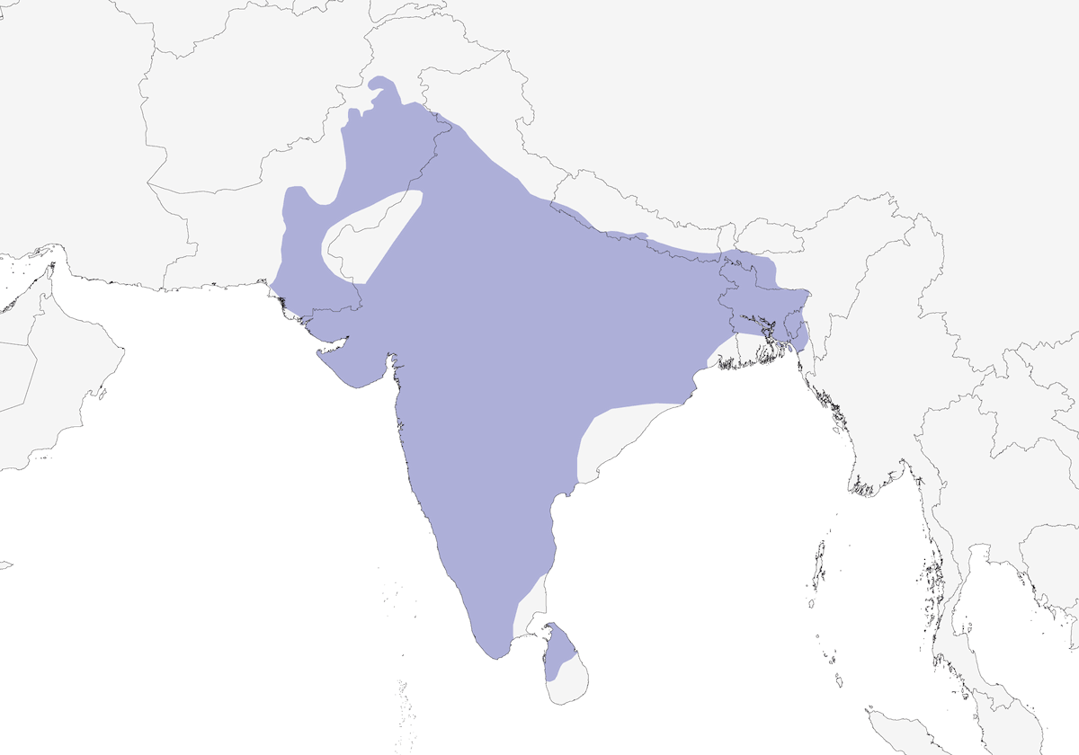 Black-rumped Flameback, Distribution 1
