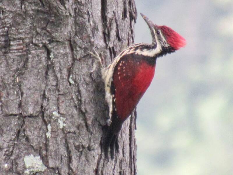 Red-backed Flameback