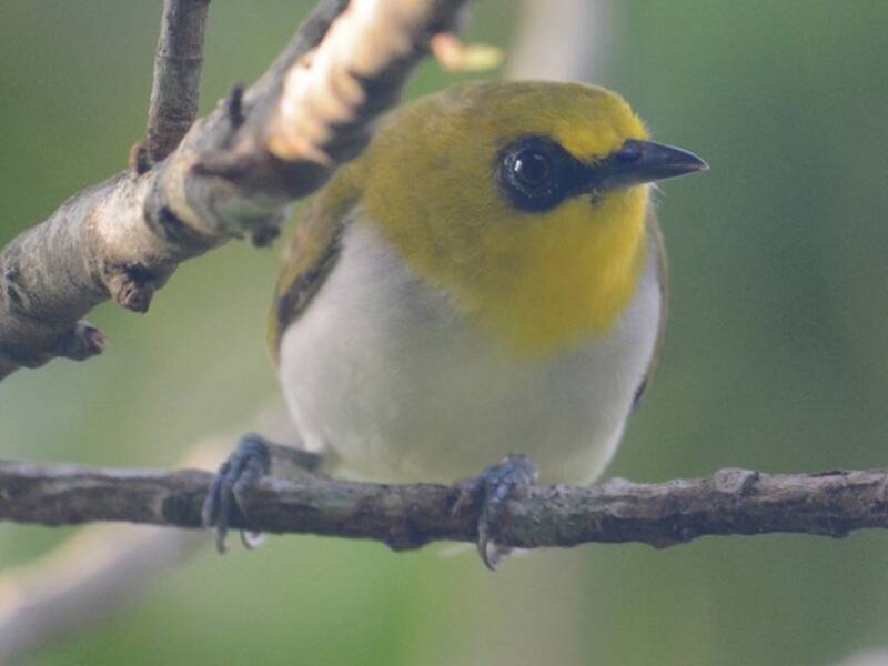 Occhialino dagli anelli neri, Foto 2