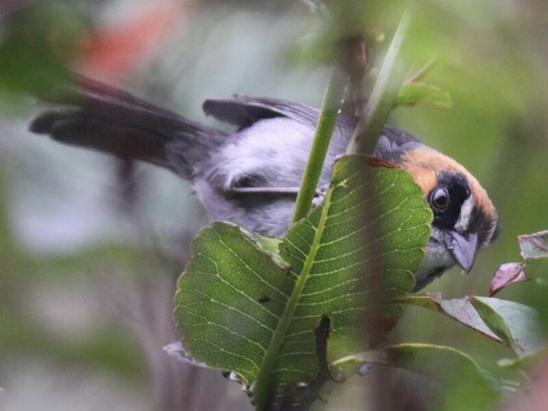 Moineau-toui masqué, Photos 3