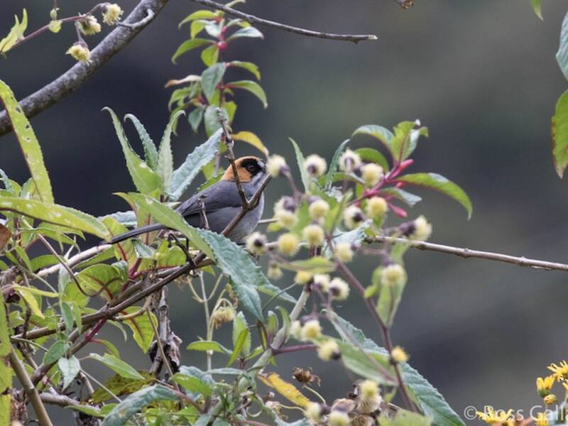 Moineau-toui masqué, Photos 2
