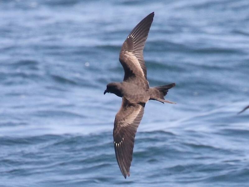 Oceanodroma nera, Foto 2
