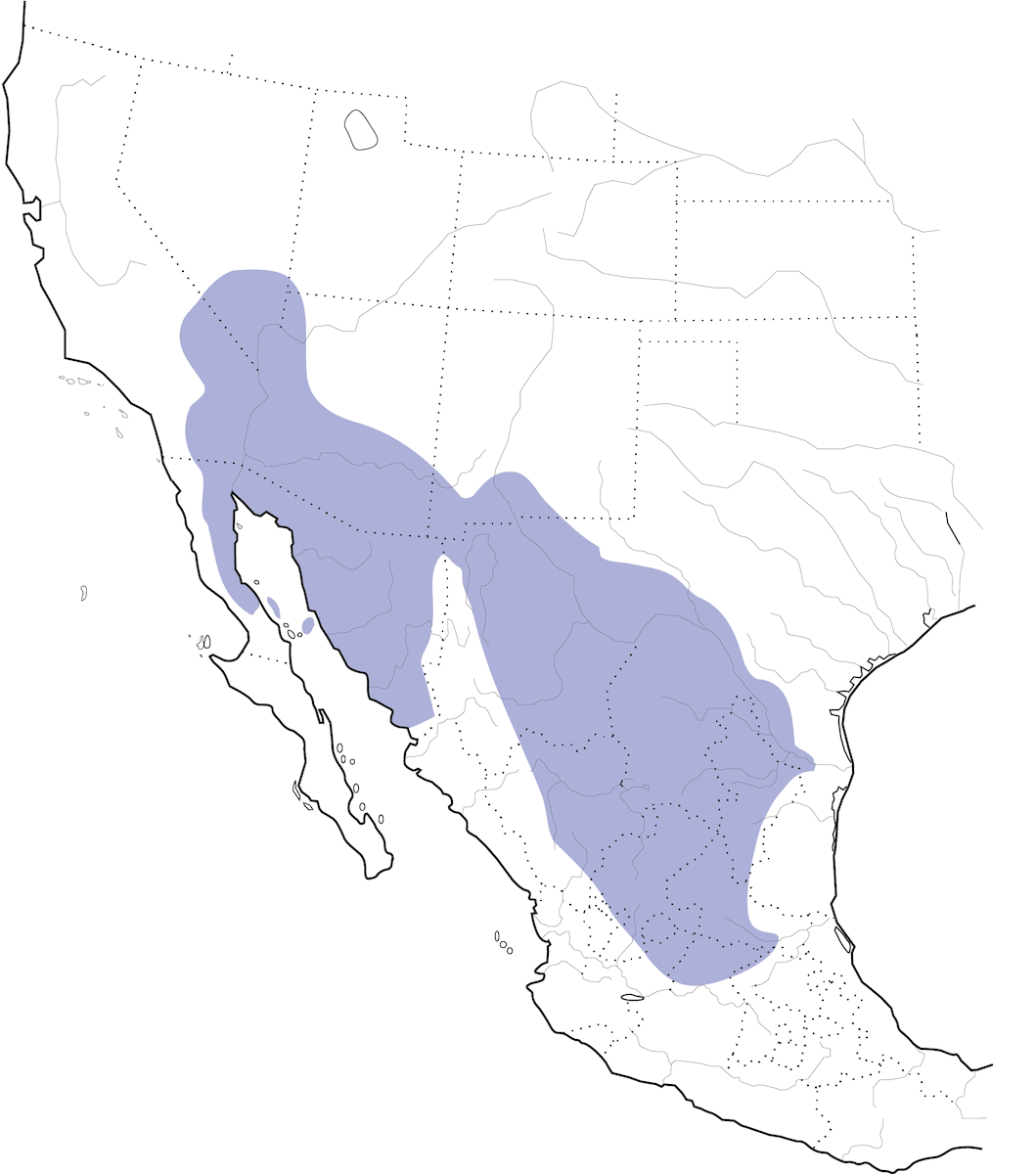 Perlita Colinegra, Distribución 1