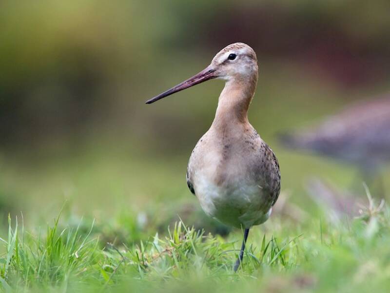 Black-tailed Godwit (Limosa limosa)