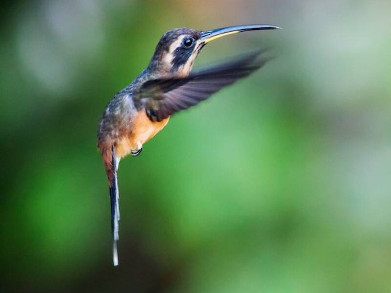 Black-throated Hermit, Photos 3