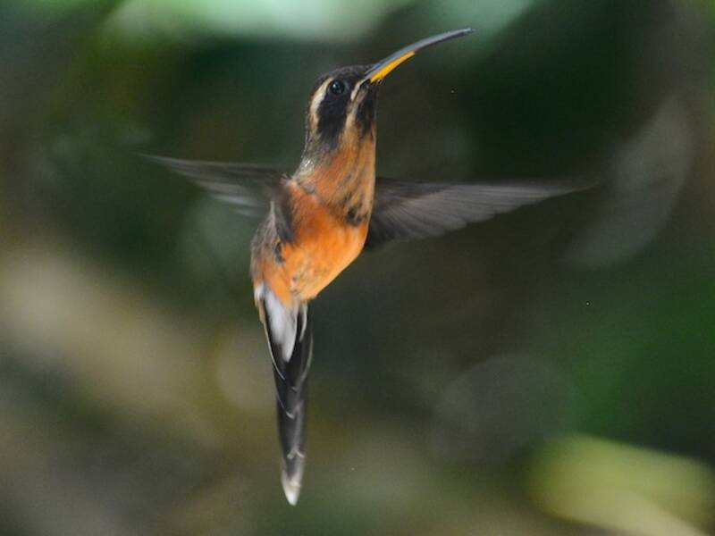 Black-throated Hermit, Photos 2