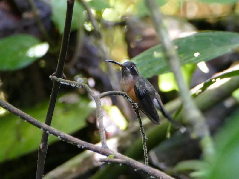 Black-throated Hermit, Photos 4