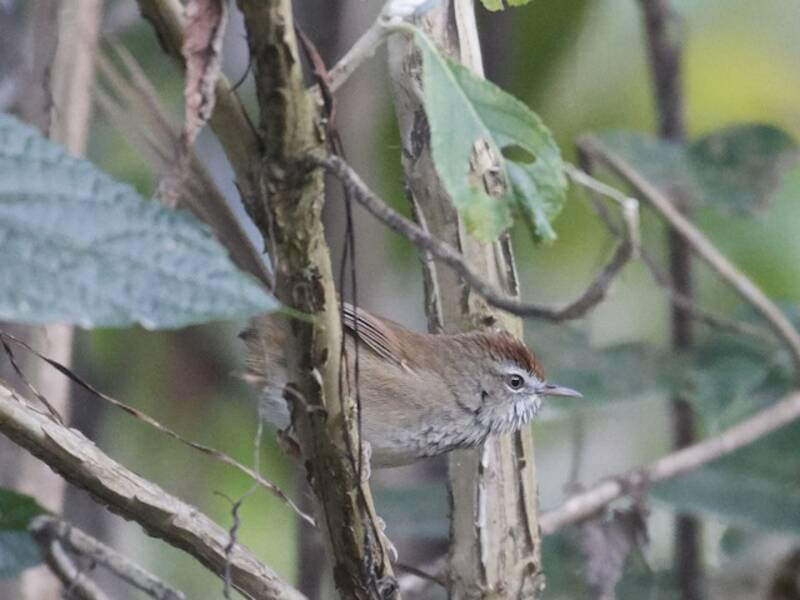 Prinia corona rossa, Foto 4