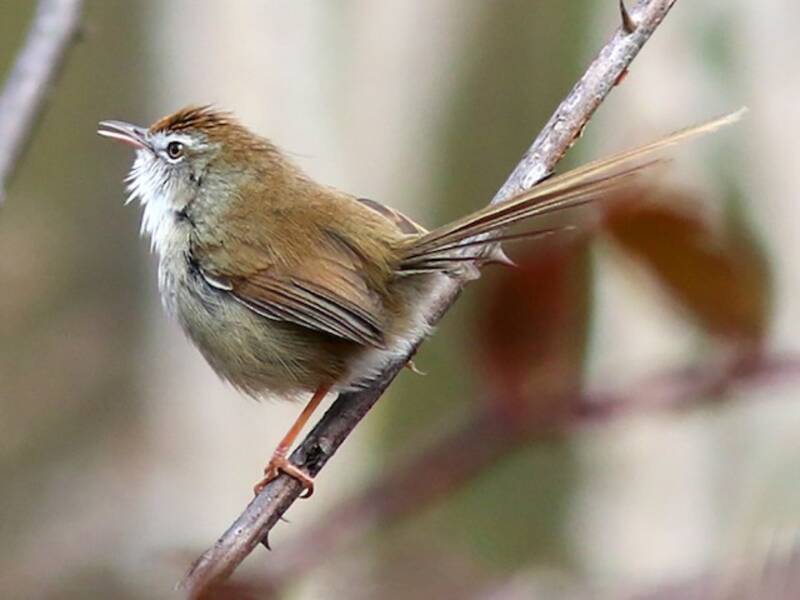 Prinia corona rossa, Foto 2