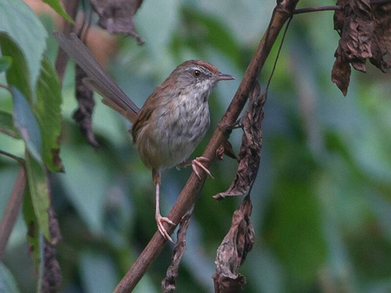 Prinia corona rossa, Foto 3