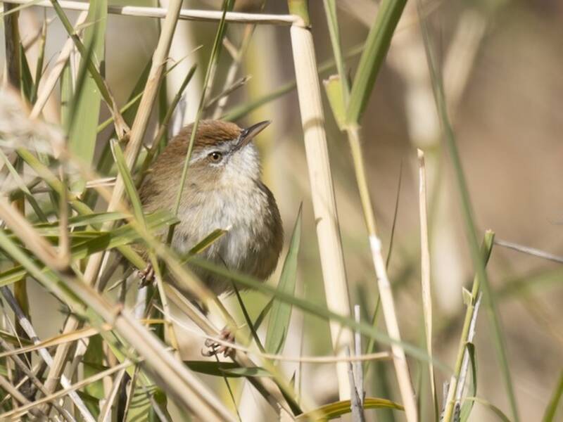 Prinia corona rossa