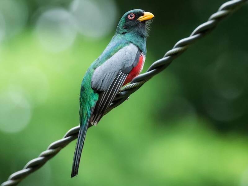 Ecuadorian Trogon