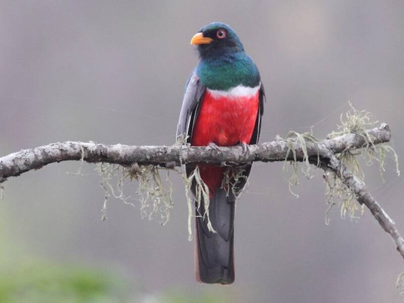 Ecuadorian Trogon, 照片 2