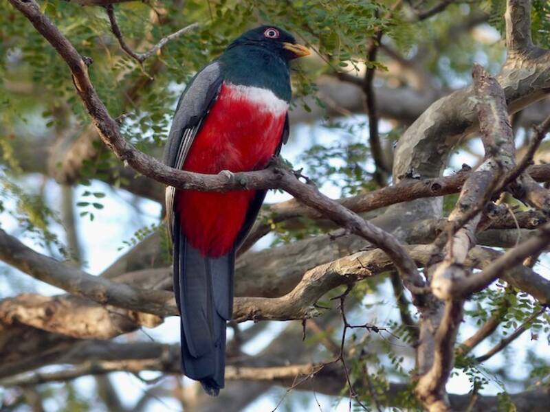 Ecuadorian Trogon, 照片 4