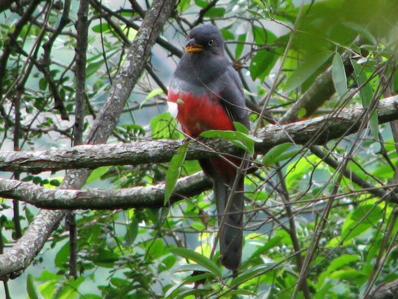 Ecuadorian Trogon, 照片 3
