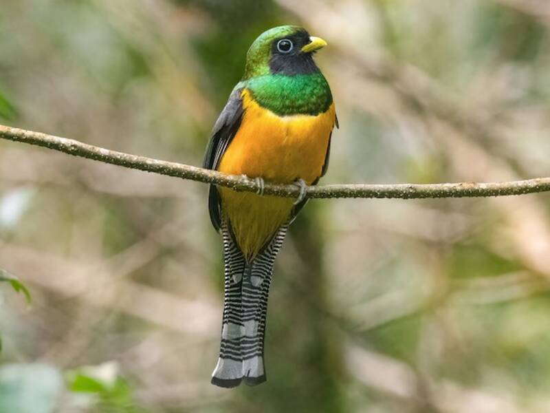 Atlantic Black-throated Trogon, Photos 3