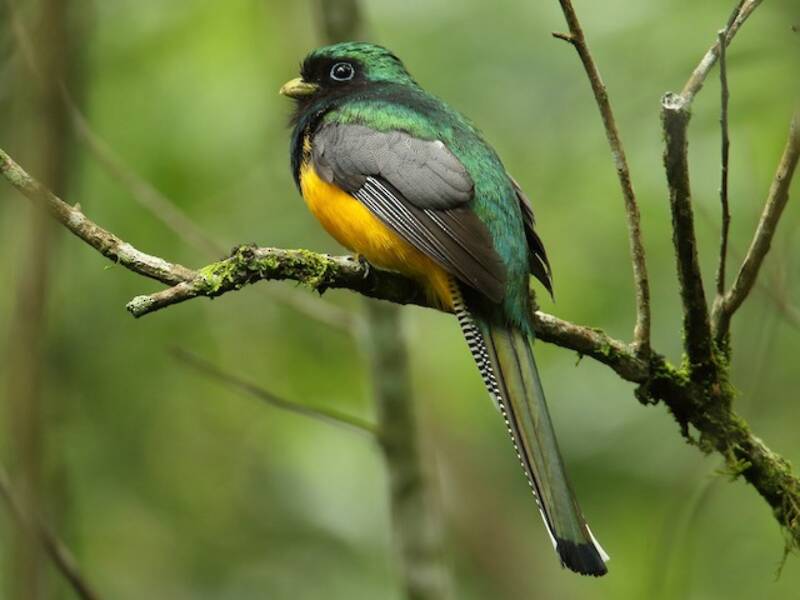 Atlantic Black-throated Trogon, Photos 2