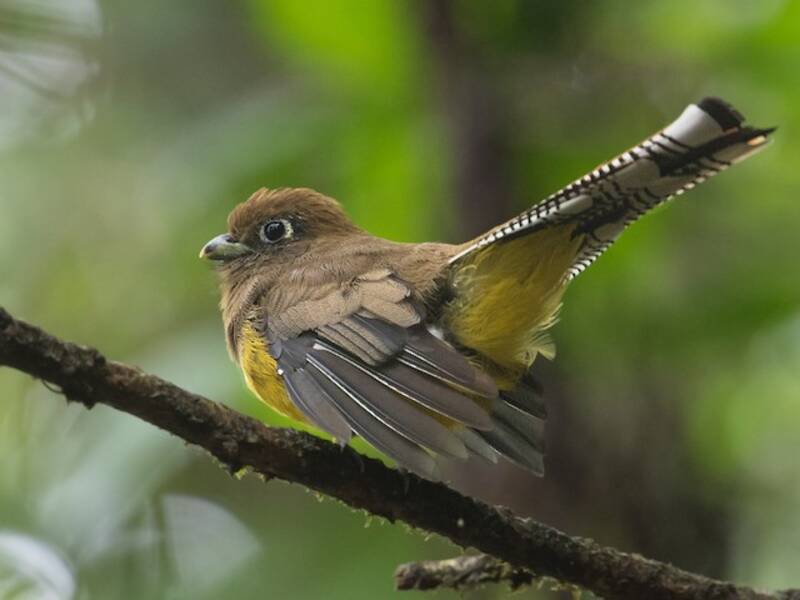 Atlantic Black-throated Trogon, Photos 4