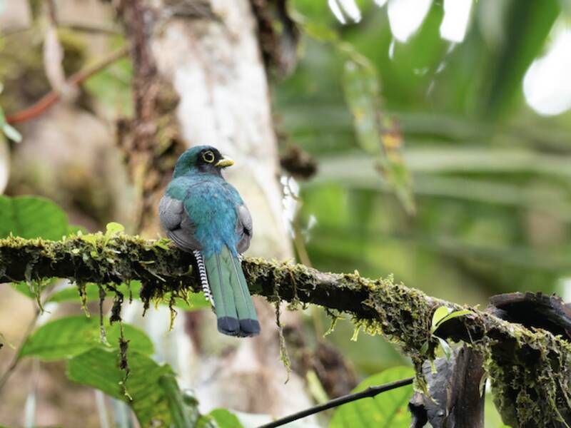 Trogone dalla gola nera del Chocó, Foto 3