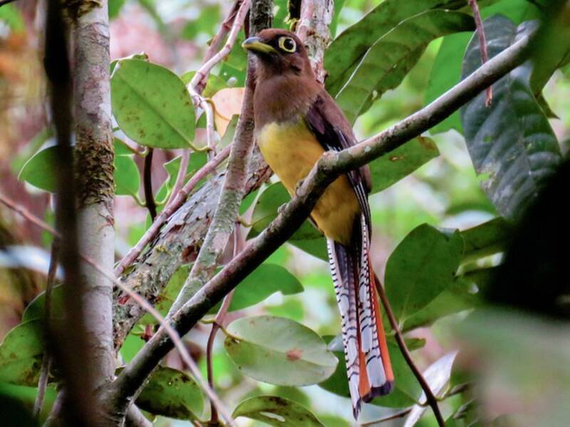 Chocó-Trogon