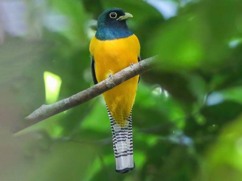 Trogón de Garganta Negra Amazónico, Fotos 3