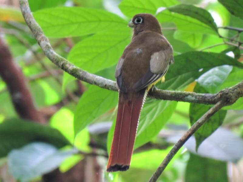 Trogón de Garganta Negra Amazónico