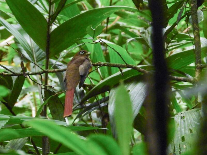 Trogón de Garganta Negra Amazónico, Fotos 4