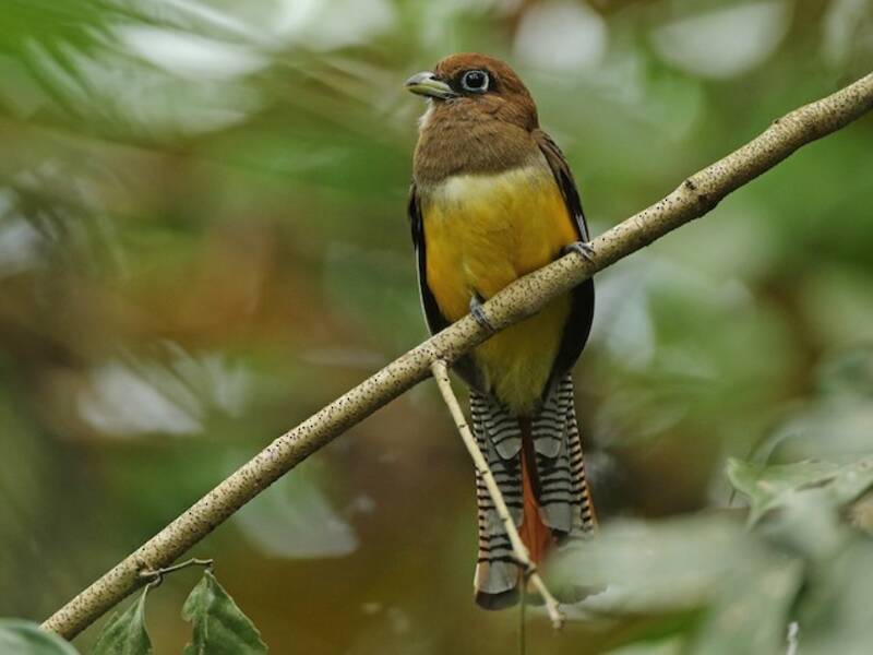 Northern Black-throated Trogon