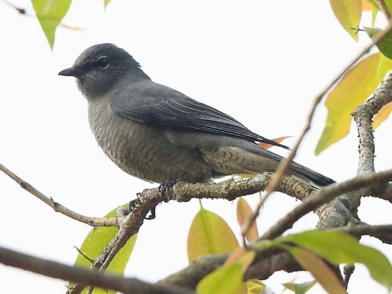 Oruguero de alas negras, Fotos 3
