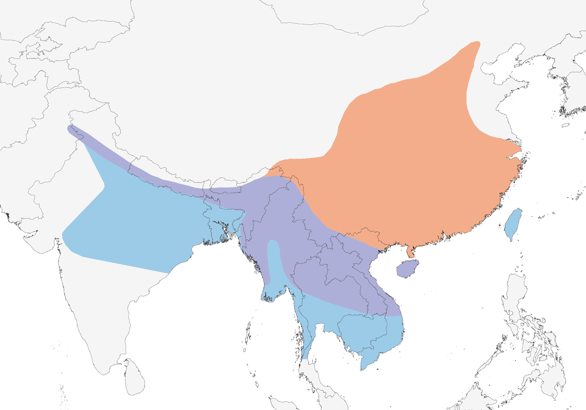 Oruguero de alas negras, Distribución 1