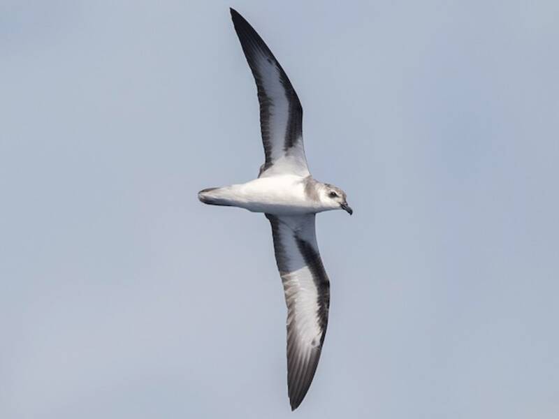 Petrello ala-nera