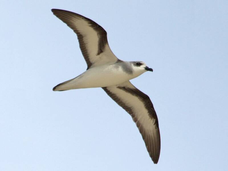 Black-winged Petrel, 照片 2