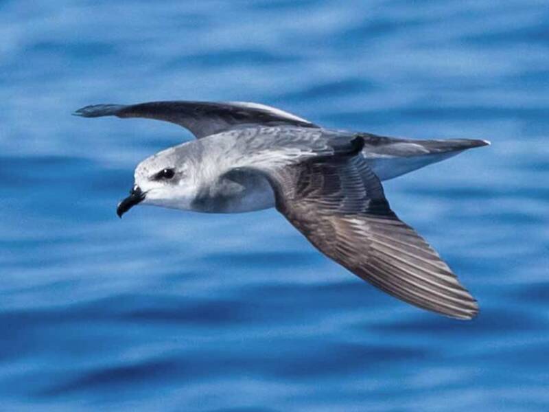 Black-winged Petrel, 照片 3