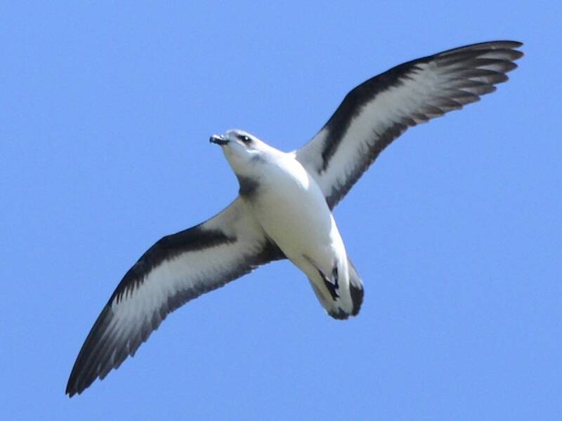 Black-winged Petrel, 照片 4