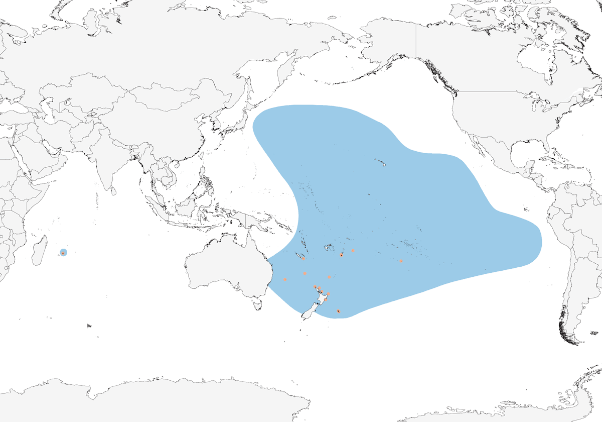 Black-winged Petrel, 分布 1